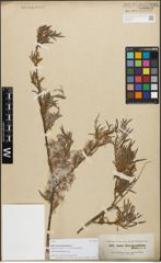 Foto von Salix dracunculifolia Boiss.